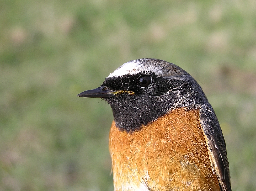 Common Redstart, Sundre 20080503